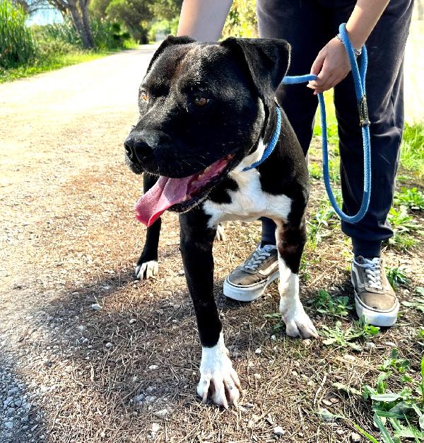 Tyson 2, meraviglioso Pitt Foto 7